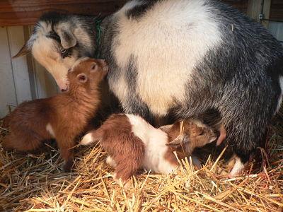 Speaker Post: Deborah Niemann of Antiquity Oaks Image